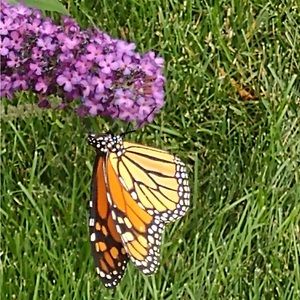 Meet your Posher, Gwen